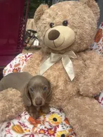 Dylan update, a male Miniature Dachshund for sale in Austell, GA – 4 of 4