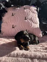 Spooky , a male Miniature Dachshund for sale in Austell, GA – 4 of 4