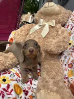 Daisy update , a female Miniature Dachshund for sale in Austell, GA – 5 of 5