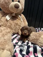 Reesie, a male Miniature Dachshund for sale in Austell, GA – 5 of 5