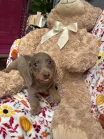 Daisy update , a female Miniature Dachshund for sale in Austell, GA – 3 of 5