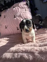 Lali, a female Miniature Dachshund for sale in Austell, GA – 1 of 4