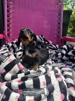Becca, a female Miniature Dachshund for sale in Austell, GA – Photo 3 of 4