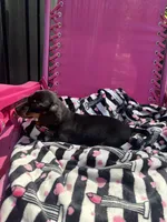 Becca, a female Miniature Dachshund for sale in Austell, GA – Photo 4 of 4