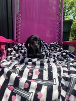 Becca, a female Miniature Dachshund for sale in Austell, GA – Photo 2 of 4