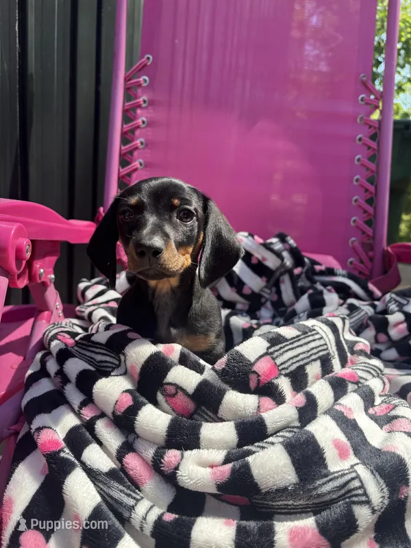 Becca, a female Miniature Dachshund for sale in Austell, GA – Photo 1 of 4