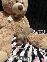 Daisy, a female Miniature Dachshund for sale in Austell, GA – 4 of 5