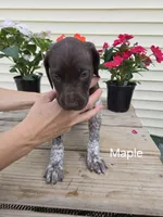 Maple, a female German Shorthaired Pointer for sale in Elma, IA – 2 of 5