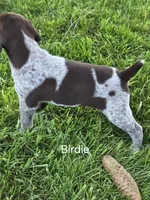 Birdie , a female German Shorthaired Pointer for sale in Elma, IA – 1 of 4