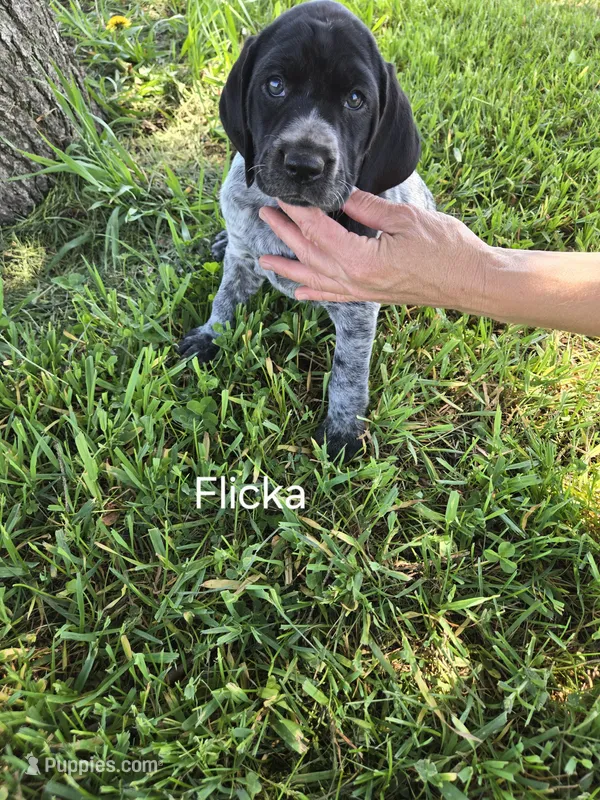 Flicka  – German Shorthaired Pointer puppy for sale in Elma, IA