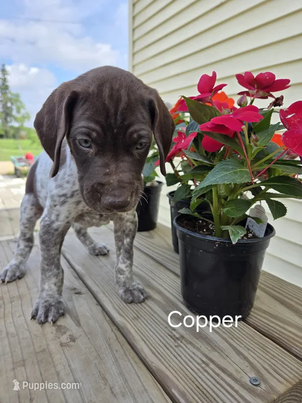 Copper  – German Shorthaired Pointer puppy for sale in Elma, IA