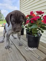 Copper , a male German Shorthaired Pointer for sale in Elma, IA – 2 of 6
