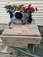 Huck Finn , a male German Shorthaired Pointer for sale in Elma, IA – 3 of 7