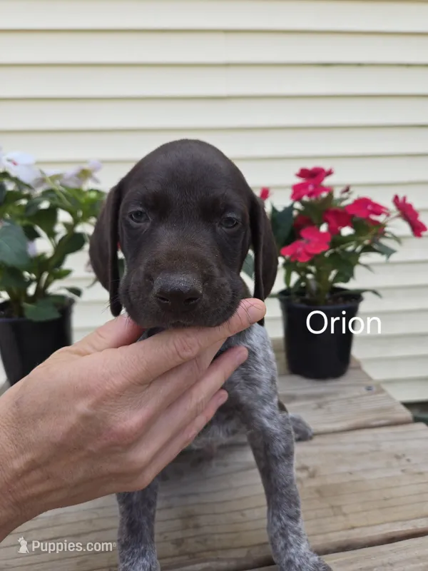 Orion  – German Shorthaired Pointer puppy for sale in Elma, IA