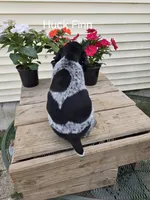Huck Finn , a male German Shorthaired Pointer for sale in Elma, IA – 5 of 7