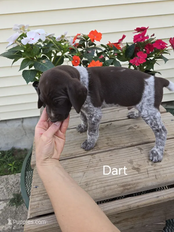 Dart – German Shorthaired Pointer puppy for sale in Elma, IA