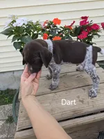 Dart, a male German Shorthaired Pointer for sale in Elma, IA – 1 of 4
