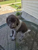 Pheasant King , a male German Shorthaired Pointer for sale in Elma, IA – 3 of 4