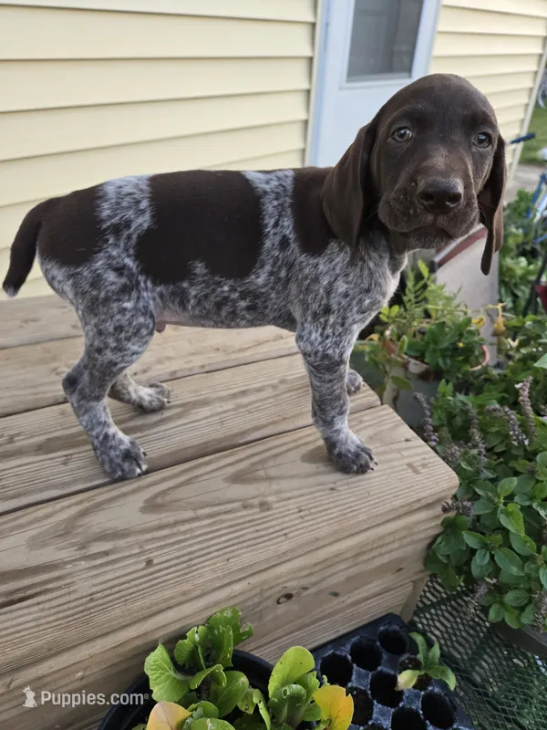 Orion  – German Shorthaired Pointer puppy for sale in Elma, IA
