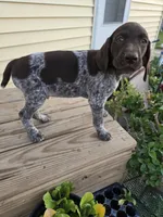Orion , a male German Shorthaired Pointer for sale in Elma, IA – 1 of 9