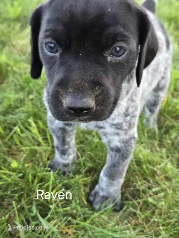 Raven – German Shorthaired Pointer puppy for sale in Elma, IA
