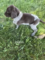Orion , a male German Shorthaired Pointer for sale in Elma, IA – 4 of 4