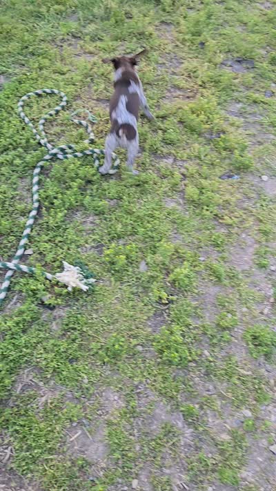 Orion , a male German Shorthaired Pointer for sale in Elma, IA – 6 of 9