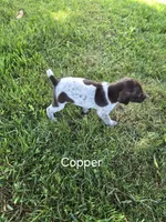 Copper , a male German Shorthaired Pointer for sale in Elma, IA – 3 of 4