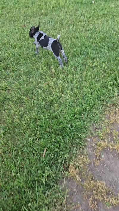 Huck Finn , a male German Shorthaired Pointer for sale in Elma, IA – 7 of 7