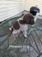 Pheasant King , a male German Shorthaired Pointer for sale in Elma, IA – 2 of 4