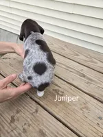 Juniper , a female German Shorthaired Pointer for sale in Elma, IA – 4 of 4