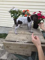 Copper , a male German Shorthaired Pointer for sale in Elma, IA – 5 of 6