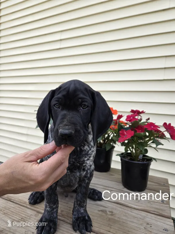 Commander  – German Shorthaired Pointer puppy for sale in Elma, IA