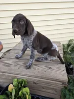 Orion , a male German Shorthaired Pointer for sale in Elma, IA – 5 of 9