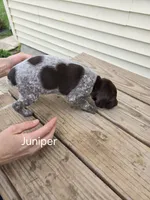 Juniper , a female German Shorthaired Pointer for sale in Elma, IA – 3 of 4
