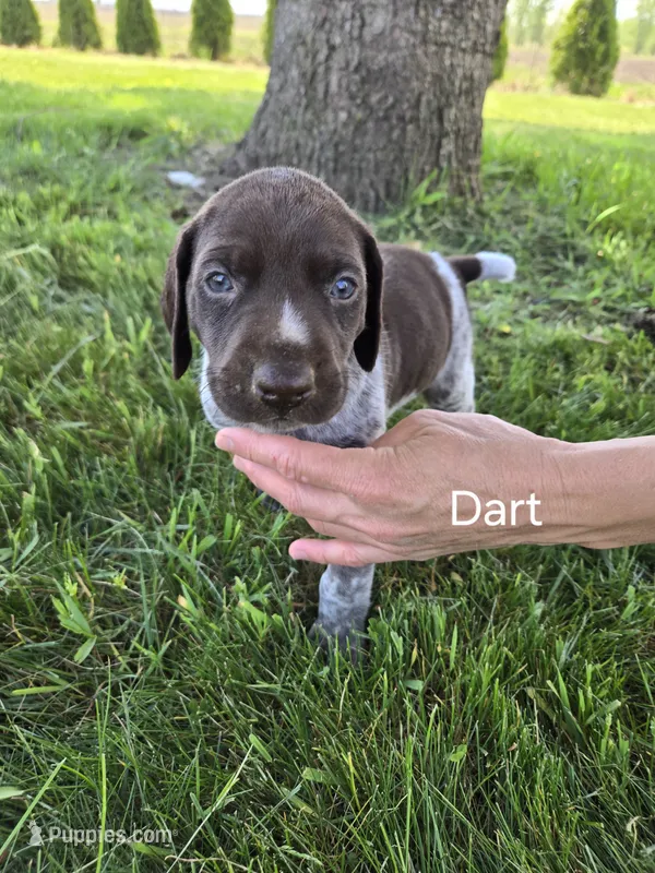 Dart – German Shorthaired Pointer puppy for sale in Elma, IA