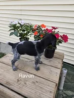 Raven, a female German Shorthaired Pointer for sale in Elma, IA – 2 of 6