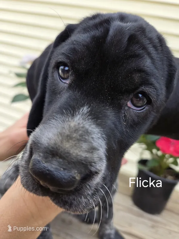 Flicka  – German Shorthaired Pointer puppy for sale in Elma, IA