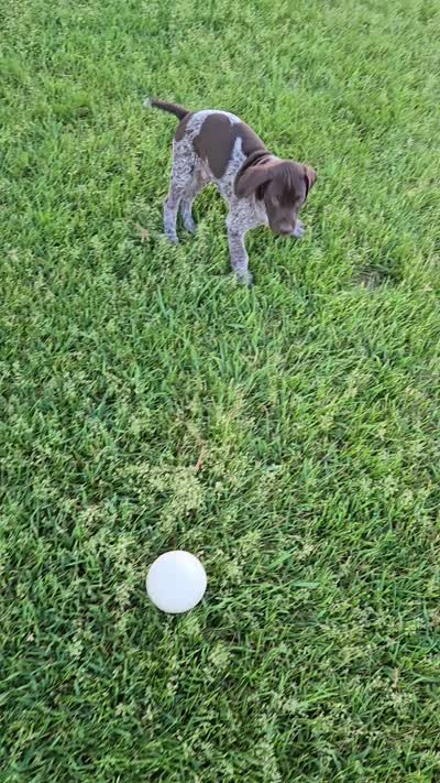 Orion , a male German Shorthaired Pointer for sale in Elma, IA – 9 of 9
