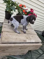 Birdie , a female German Shorthaired Pointer for sale in Elma, IA – 3 of 5