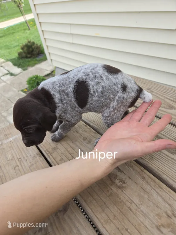 Juniper  – German Shorthaired Pointer puppy for sale in Elma, IA