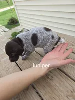Juniper , a female German Shorthaired Pointer for sale in Elma, IA – 1 of 4