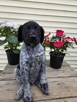 Huck Finn , a male German Shorthaired Pointer for sale in Elma, IA – 2 of 7