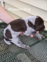 Pheasant King , a male German Shorthaired Pointer for sale in Elma, IA – Photo 4 of 4