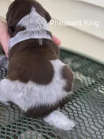 Pheasant King , a male German Shorthaired Pointer for sale in Elma, IA – Photo 2 of 4