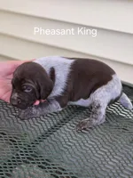 Pheasant King , a male German Shorthaired Pointer for sale in Elma, IA – Photo 3 of 4