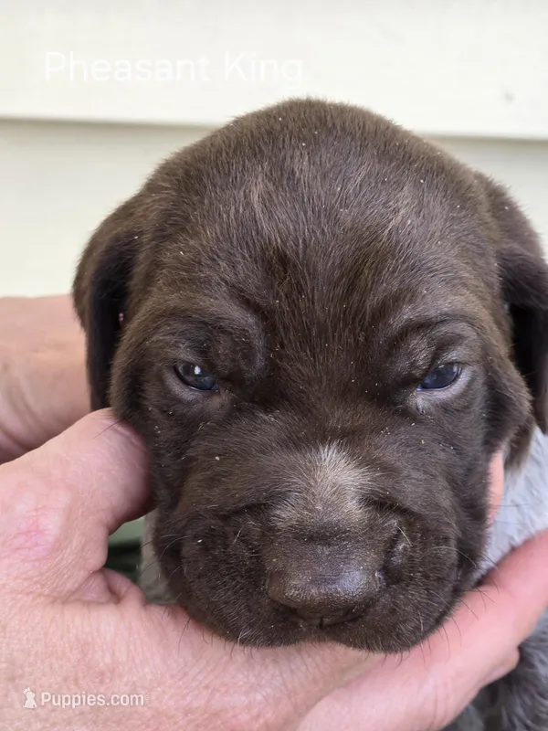 Pheasant King  – German Shorthaired Pointer puppy for sale in Elma, IA