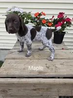 Maple, a female German Shorthaired Pointer for sale in Elma, IA – 4 of 5