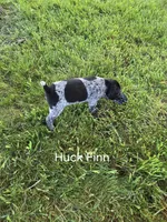 Huck Finn , a male German Shorthaired Pointer for sale in Elma, IA – 4 of 4