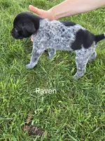 Raven, a female German Shorthaired Pointer for sale in Elma, IA – 2 of 4